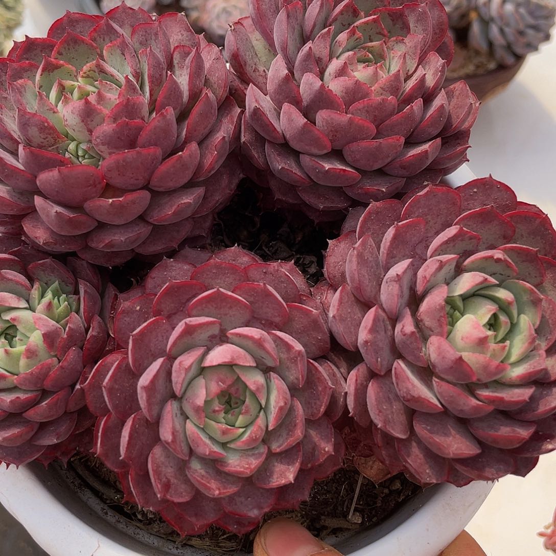 朱砂痣的人多肉多肉