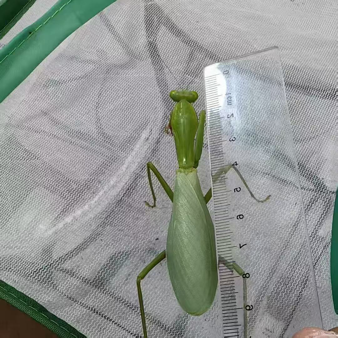 澳洲宽腹螳螂澳宽螳螂宠物螳螂新手入门品种爬宠爬虫摄影昆虫
