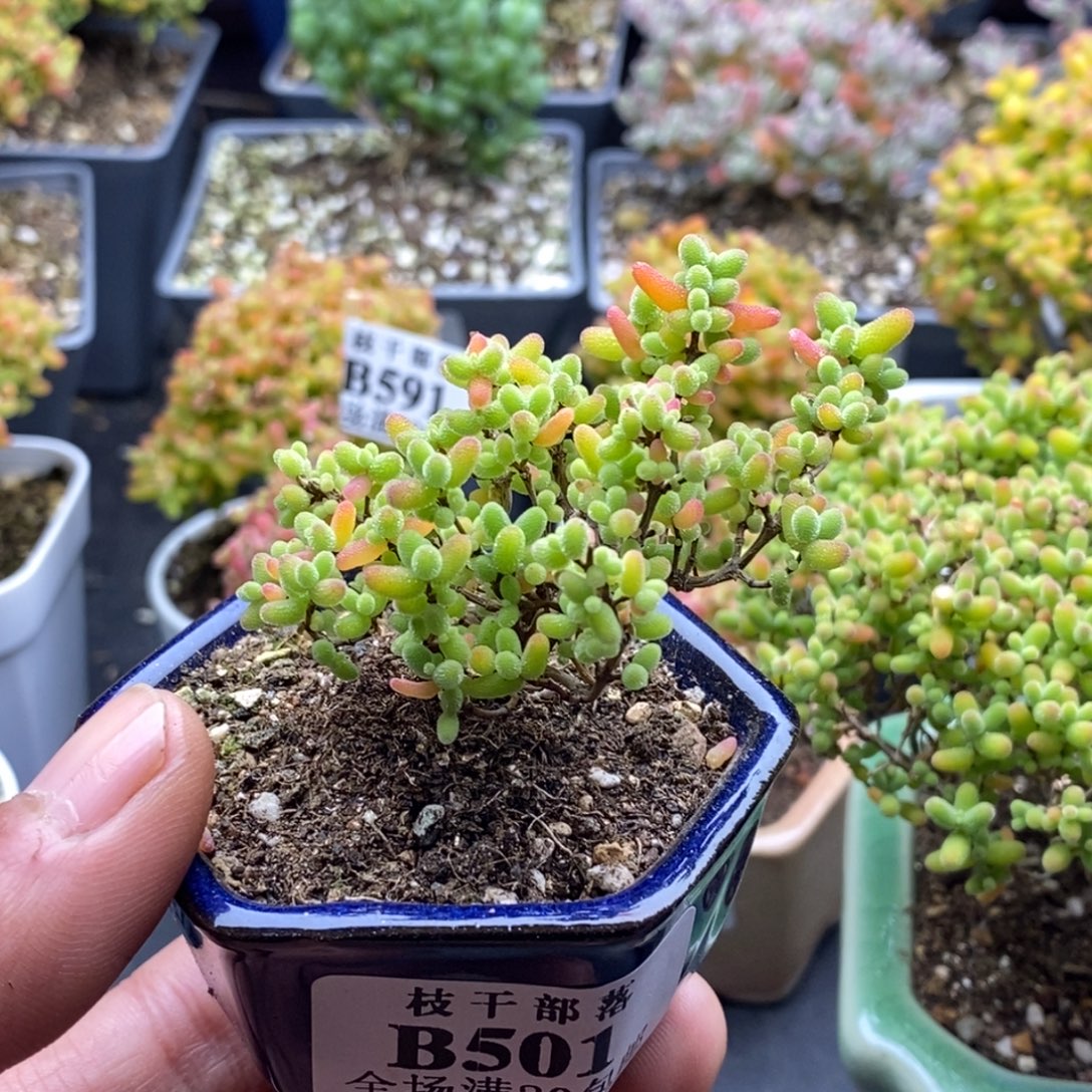 肥***崽蜜橘糖球501。          