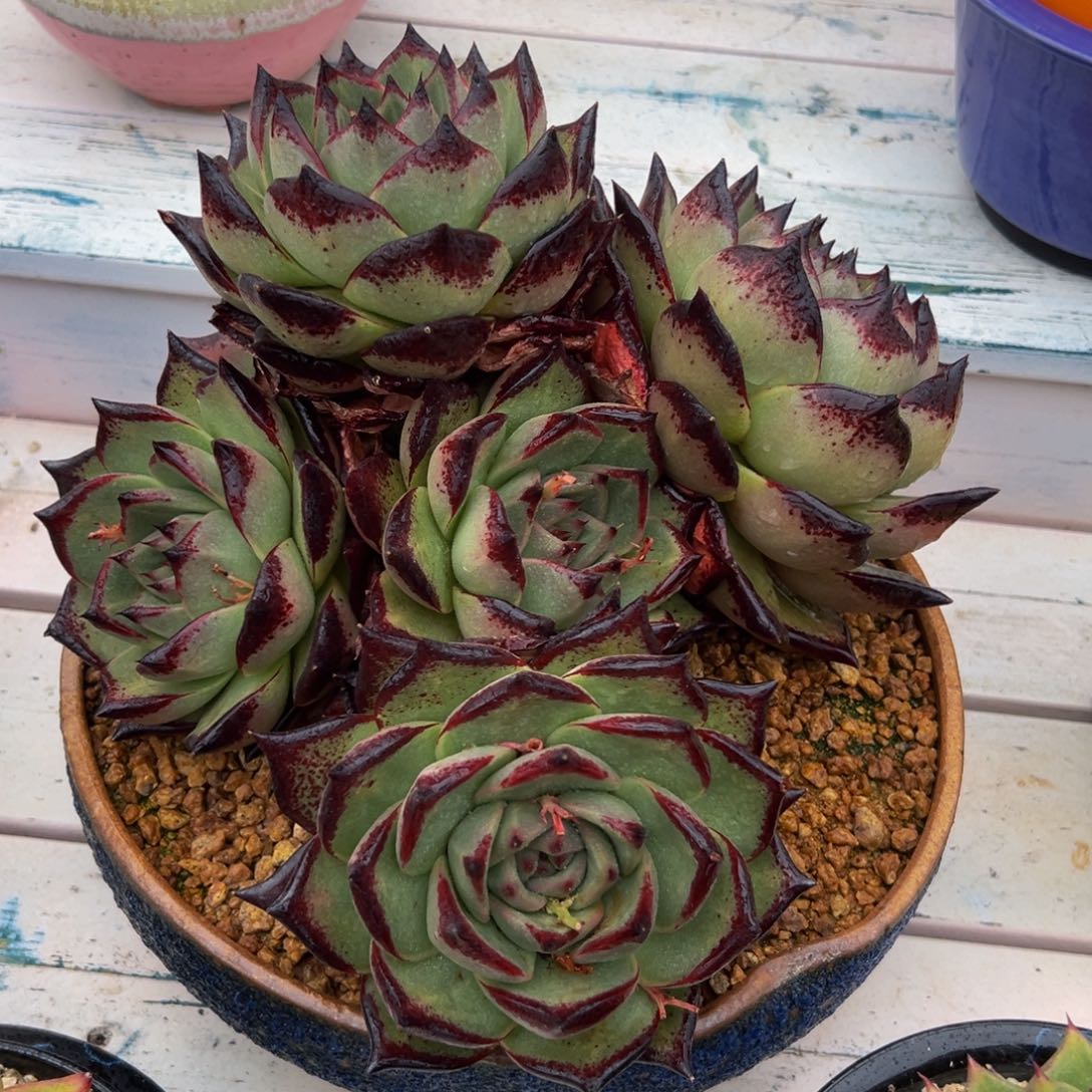 多肉一物一拍0526-大巨人