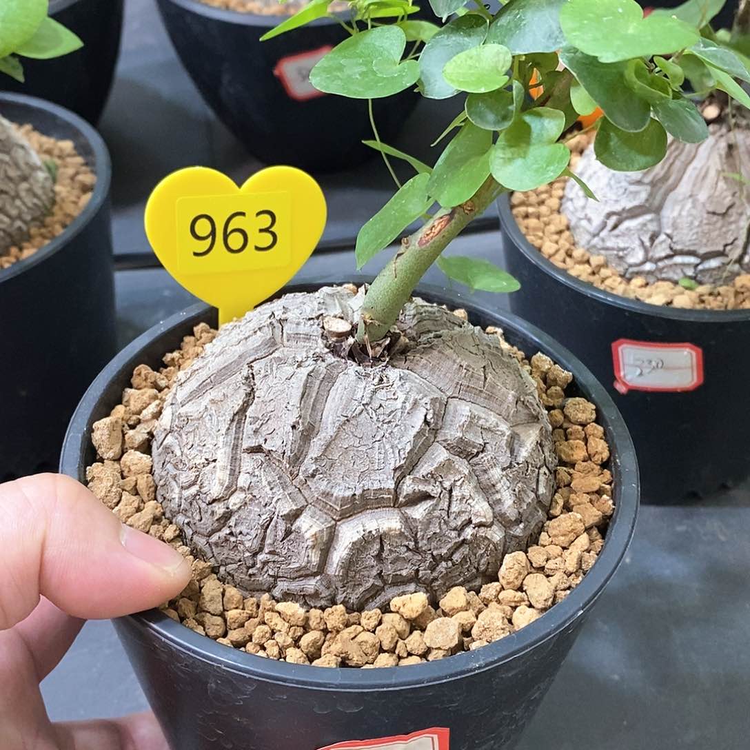 南非龟甲龙龟甲龙