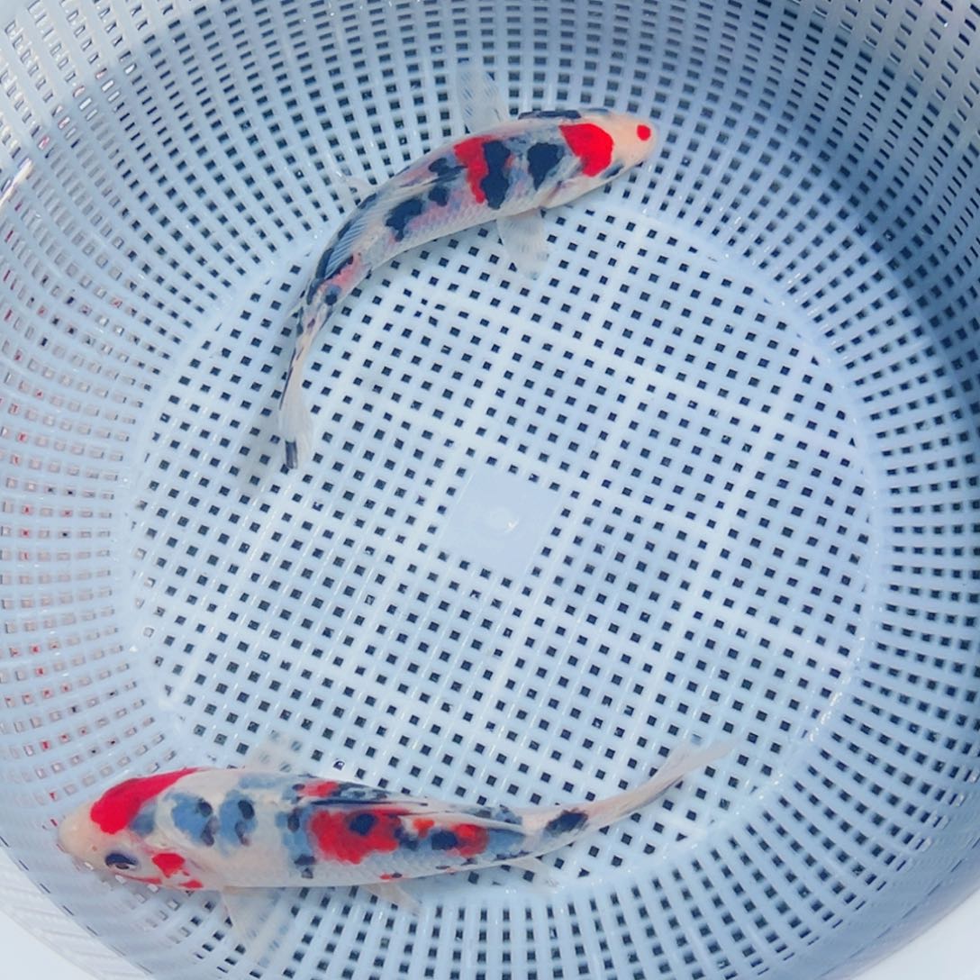 锦鲤锦鲤观赏鱼1111