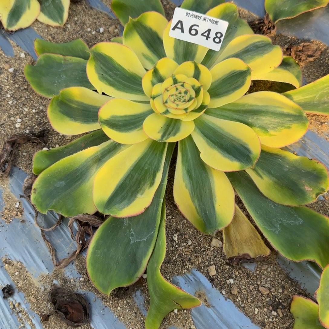 一***鱼648王妃君美丽锦。多肉植物