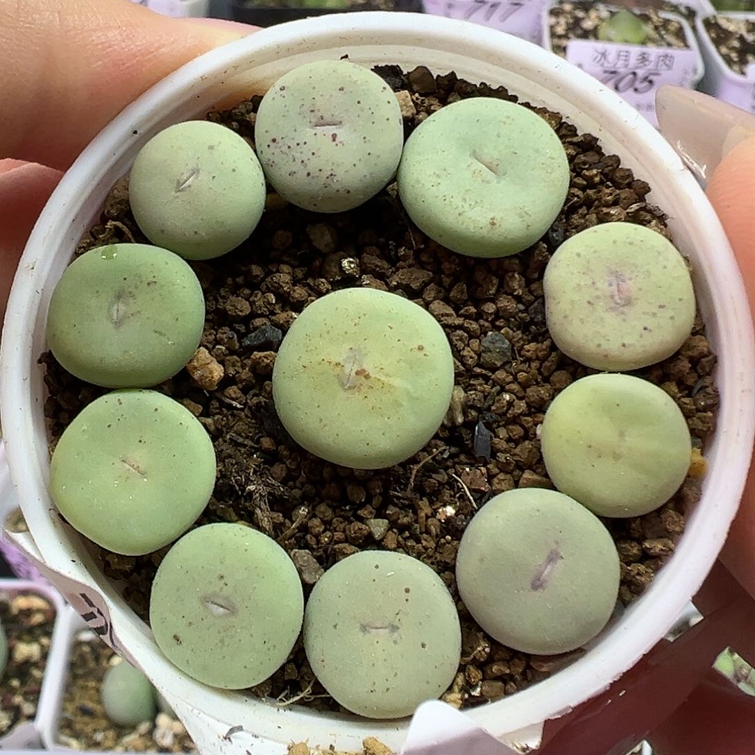 582大型红嘴裸根发货