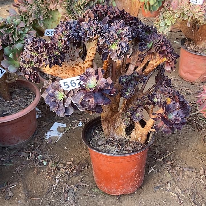 562欧紫缀化老板子法师微瑕疵