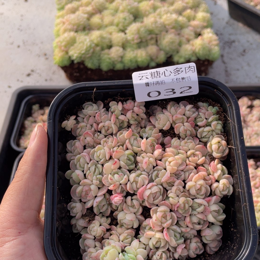 云糖心多肉植物32