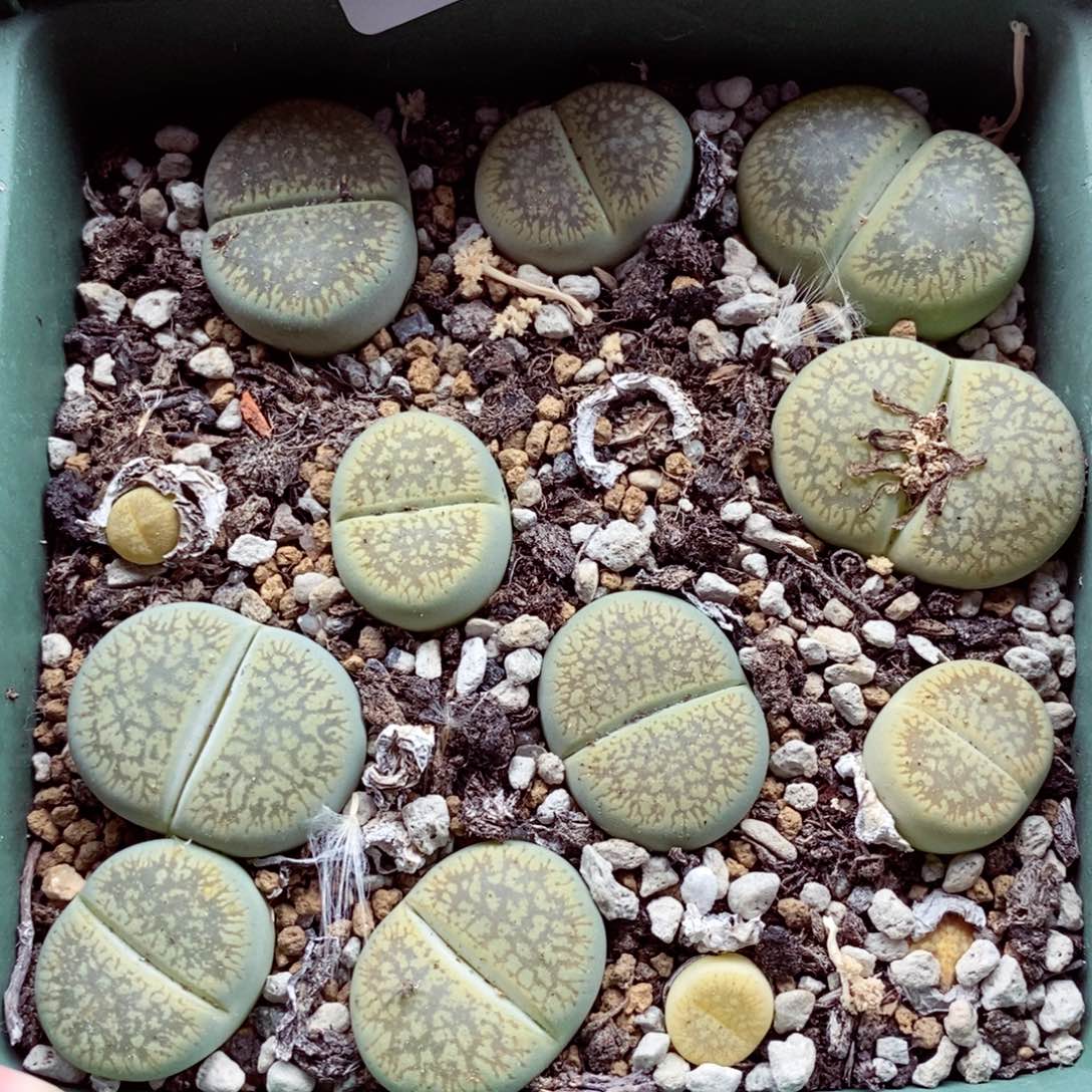 我的小姐姐们都是我的025