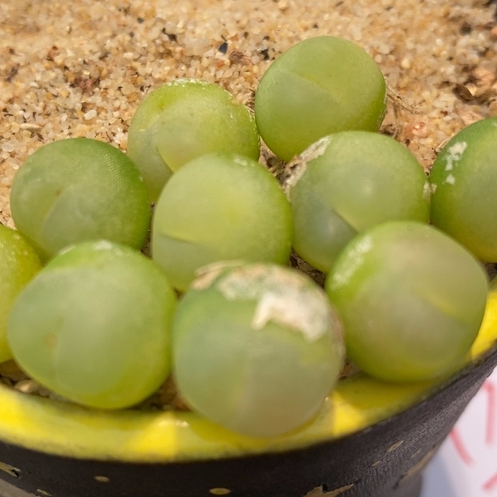 737大年份拉登一颗