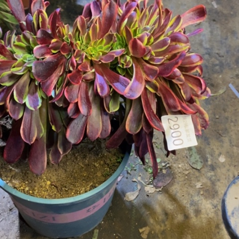 欧嘉丽多肉植物2900