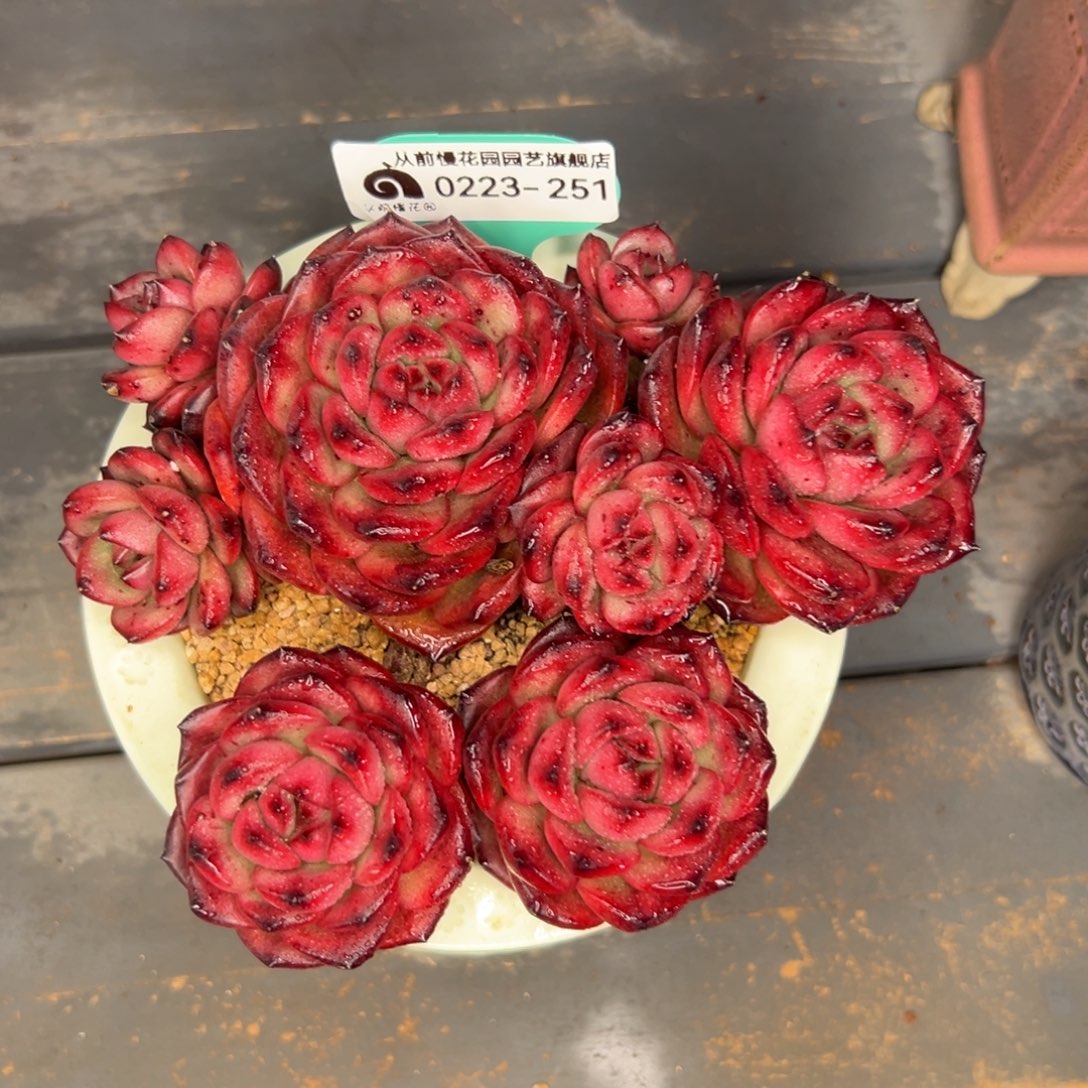 多肉一物一拍0223-251