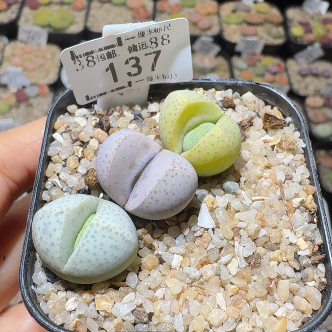 Sss捡漏清仓了137