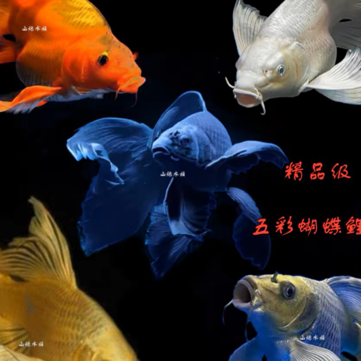 精选台湾贵妃球体蝴蝶鲤五彩蝴蝶冷水观赏鱼大鳍大尾好养耐活包邮