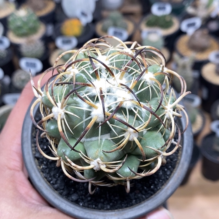 自根钢钉80号6cm