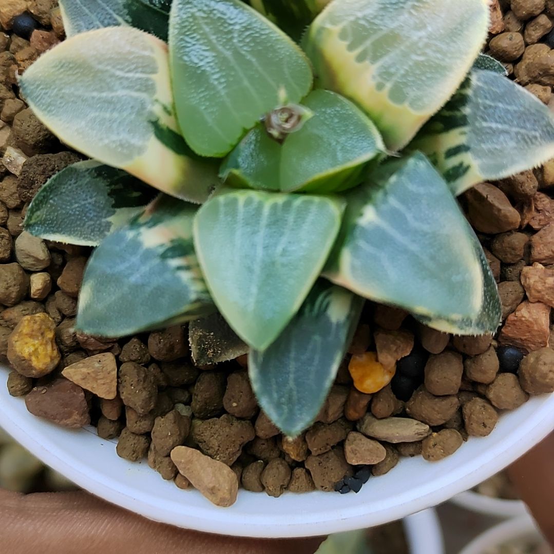 309号 大型丸叶克锦 6.5厘米左右一物一拍带盆