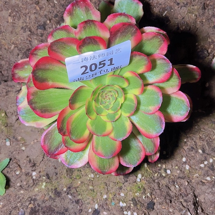 2051火狐多肉植物