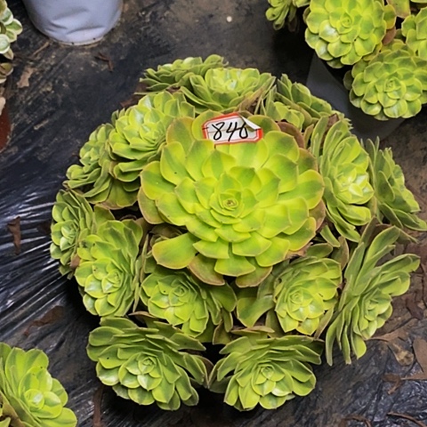 雨荷老桩捧花846号