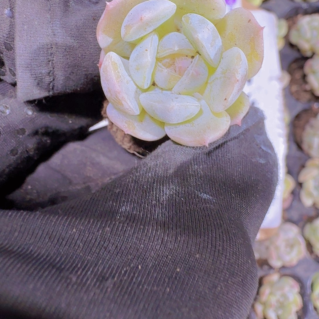 精品白恋两颗一组