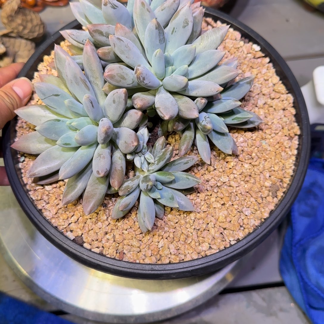 殷***爹无花朵哥特萝莉多肉植物一物一拍