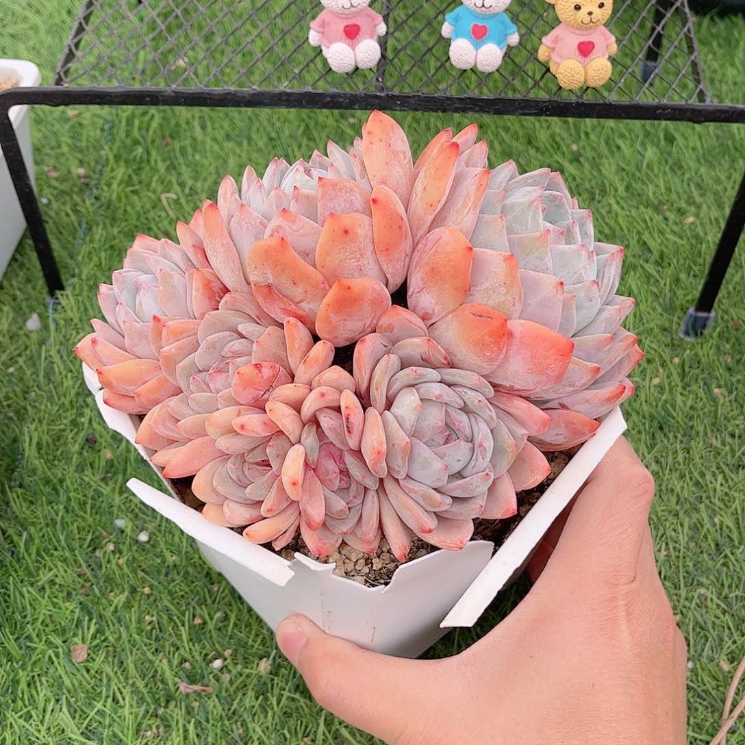 7头奶油橙梦露多肉