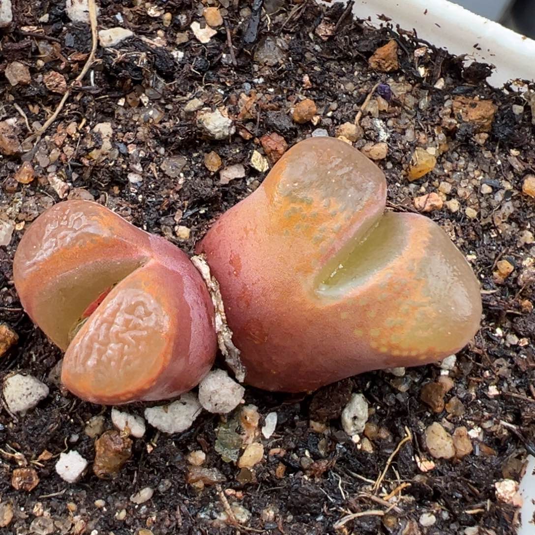 1.21好看的多肉058