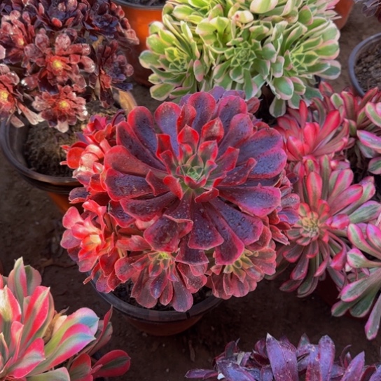 美杜莎9.9多肉植物