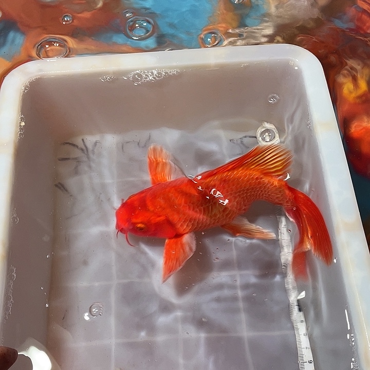 蝴蝶鲤鱼渔场直发59