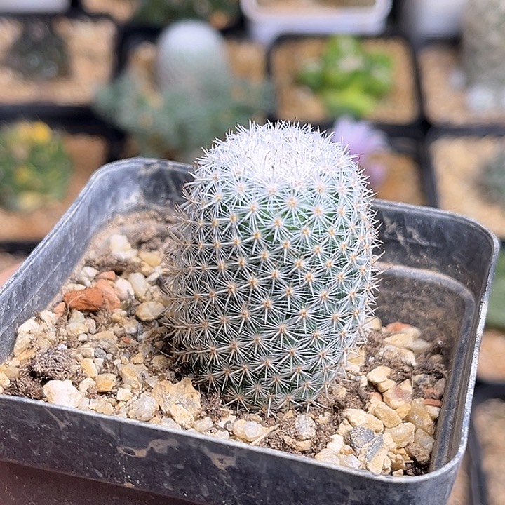 日系敷岛丸实生2.8公分