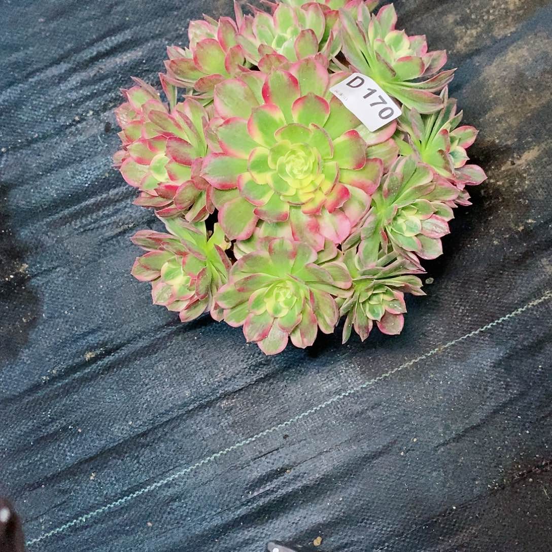 海仙170多肉111111