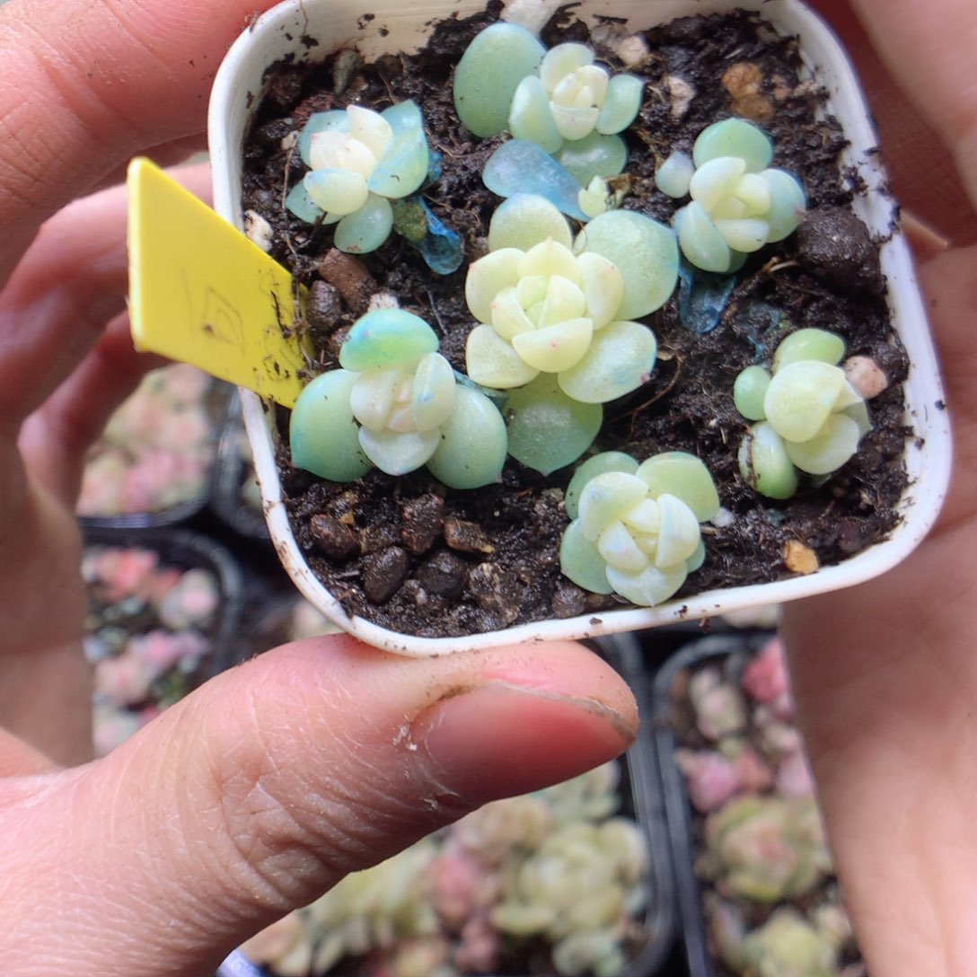无花朵白财4颗量拍yyyyyy
