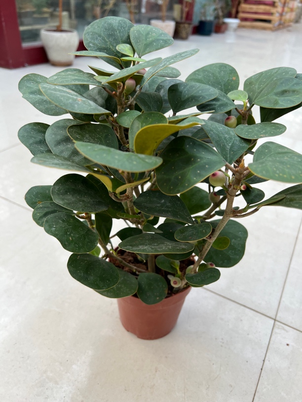 小盼菩提树带果盆景盆栽植物室内小叶菩提禅意摆件办公室桌面