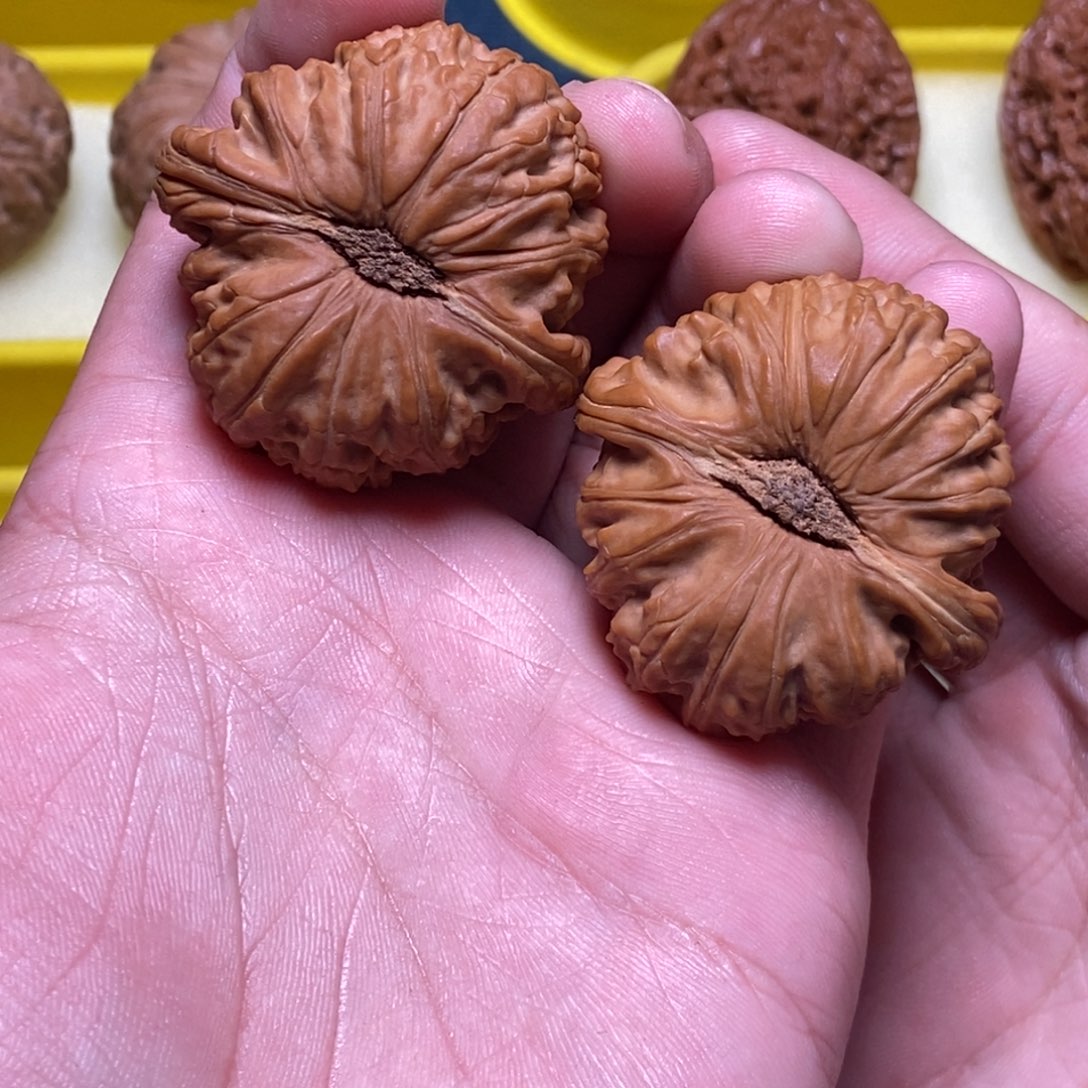 落***树40尺顺尖球白白茬