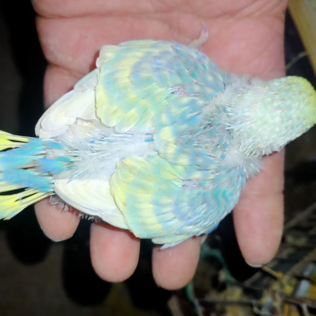 手养半毛大头虎皮鹦鹉【快递发出不退不换到家包48小时】