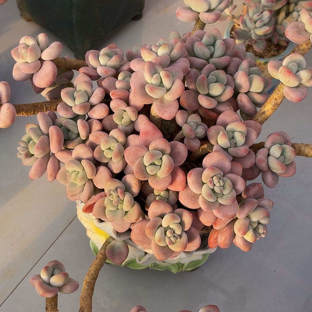 红洛神多肉多肉多肉