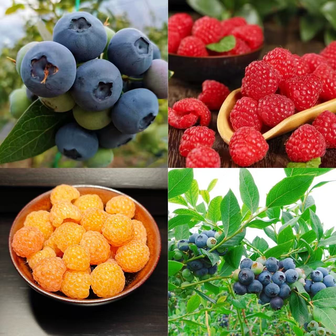 【基地直挑】比利孚红树莓蓝莓1加仑黄树莓果树盆栽直播链接