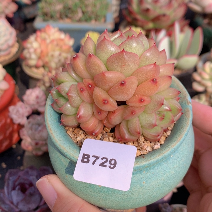 一物一拍含盆土满38包邮B729