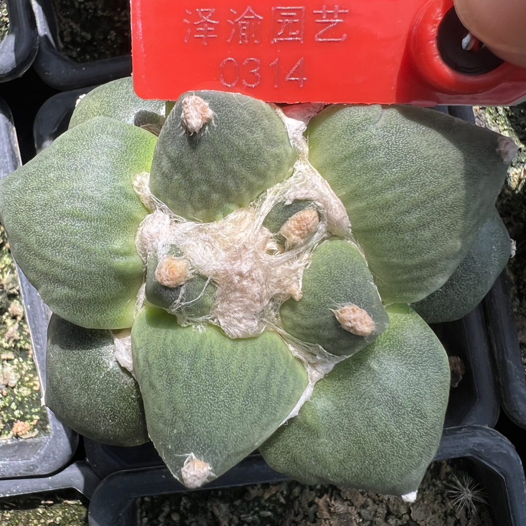 0314号草球苗接怒涛牡丹，辛顿牡丹，黑牡丹，各种牡丹锦，一物一拍
