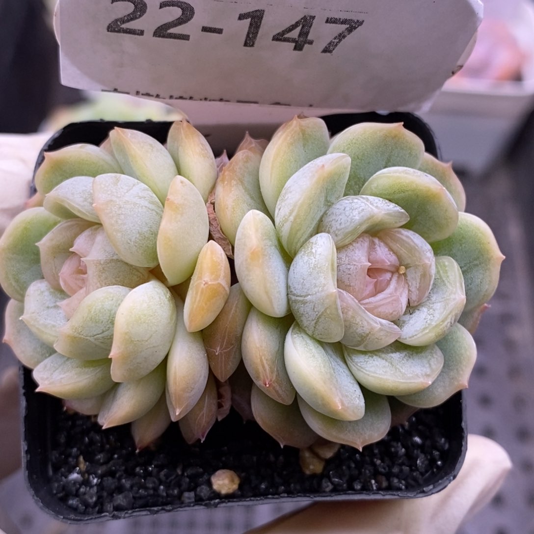 【闪购商品】22-147白恋