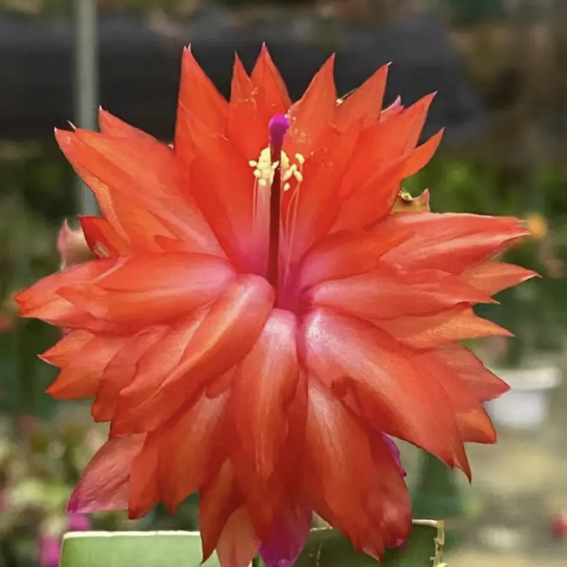 嫁接进口重瓣蟹爪兰AN078 原盆土发货