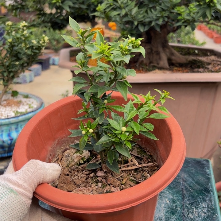 合****司八房柑盆景绿植园艺