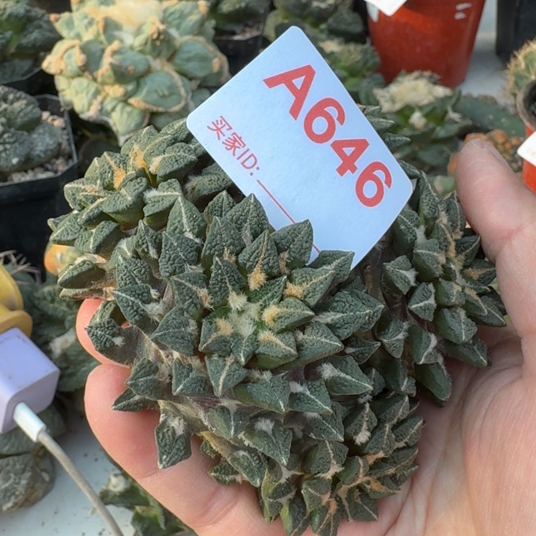 【闪购商品】一***笨群头黑646