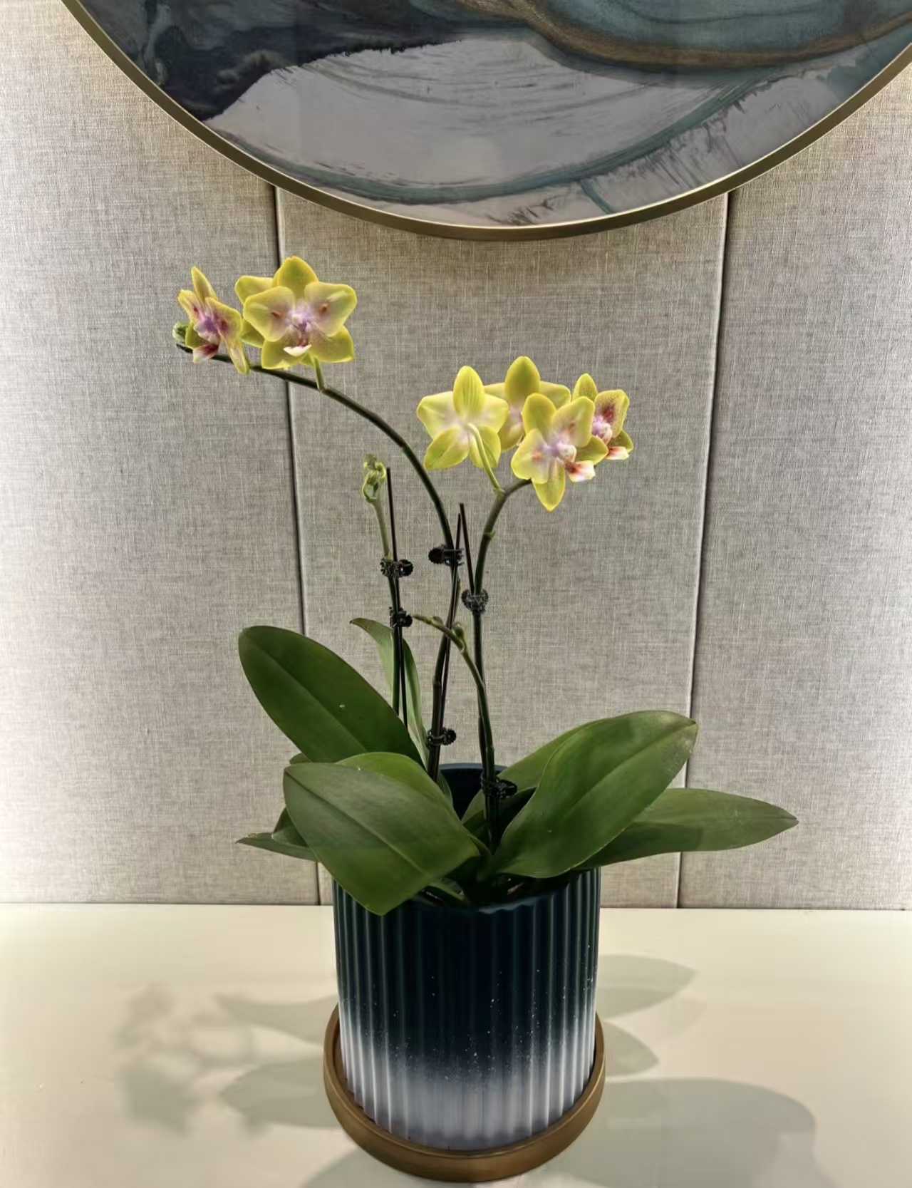VRGD蝴蝶兰【海绵宝宝】精品昆明基地直发