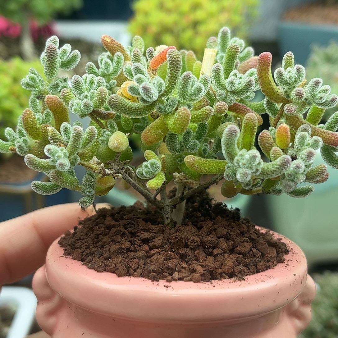 009冰晶带盆优选枝干