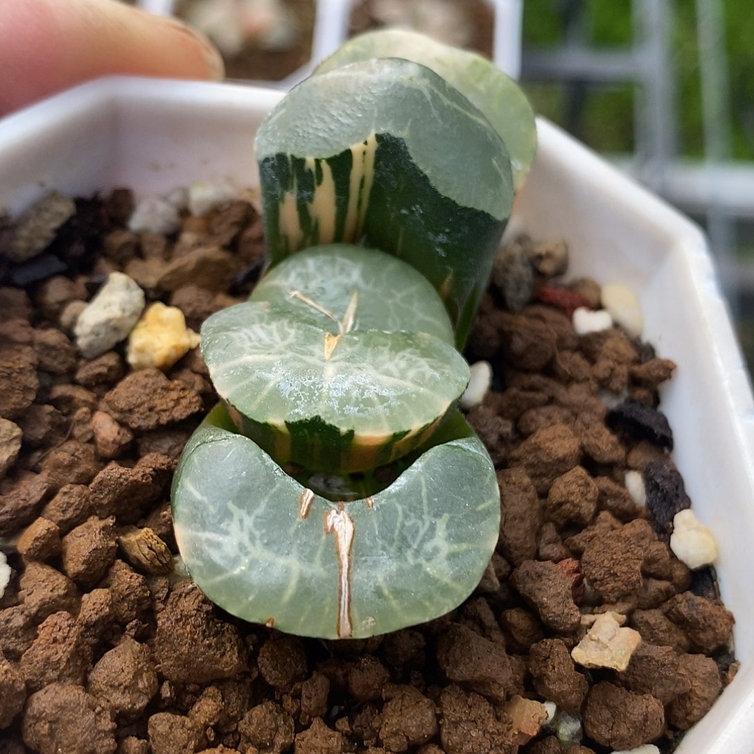 31号碧峰玉扇锦一物一拍