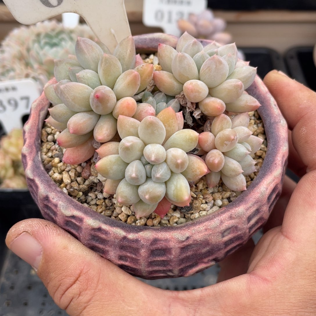 0100明珠不带盆7厘米