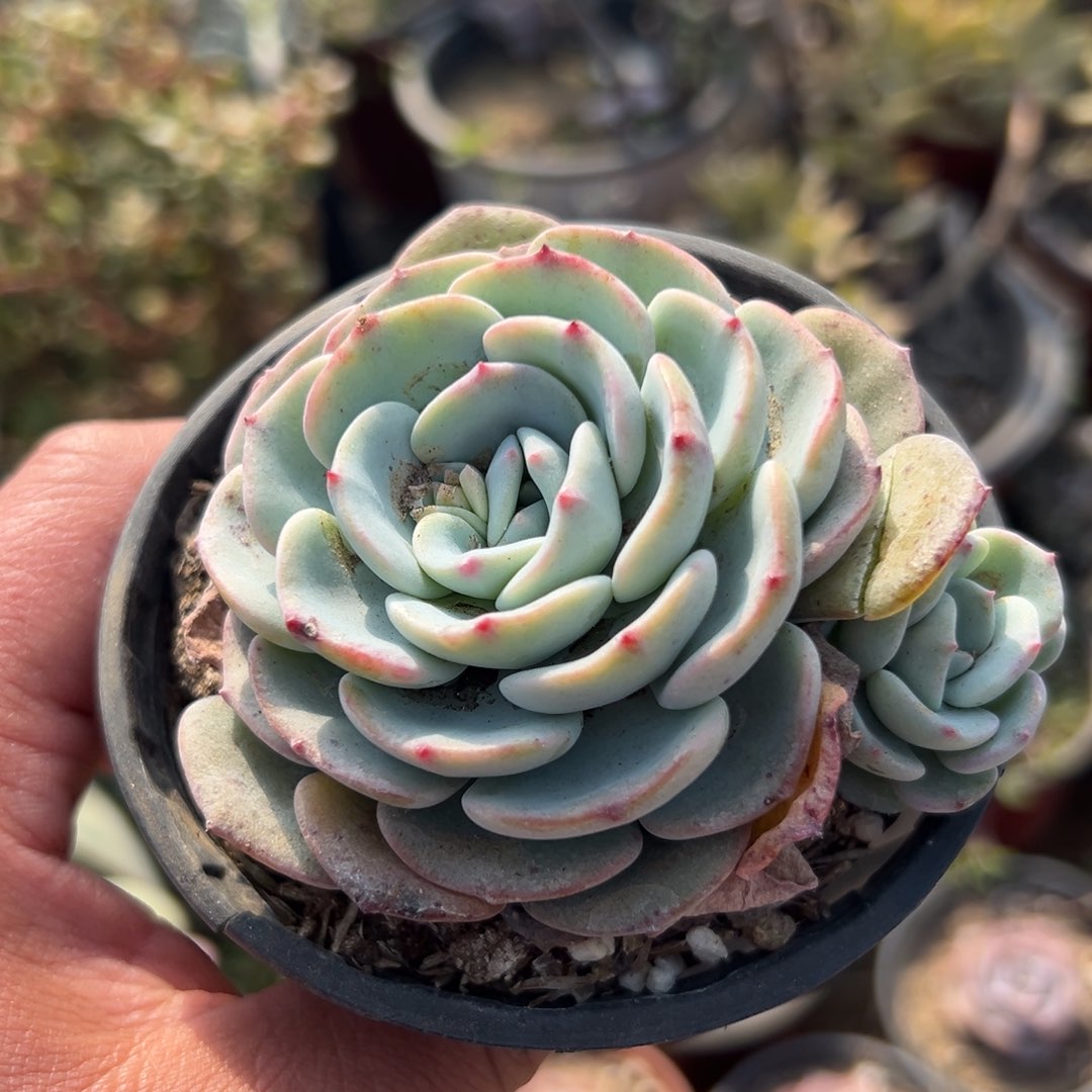 多肉植物多肉植物