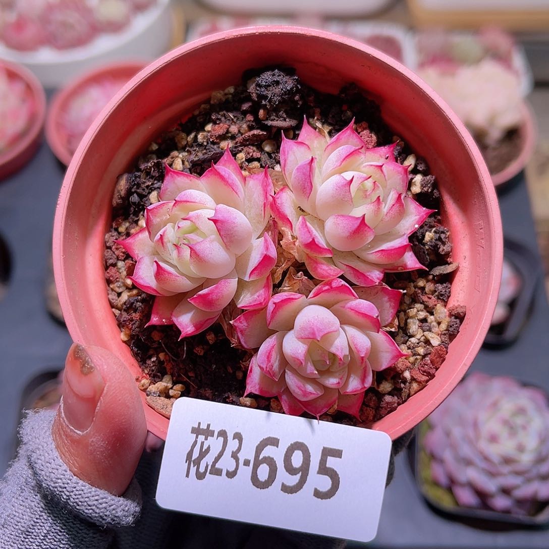 花23-695女王三头