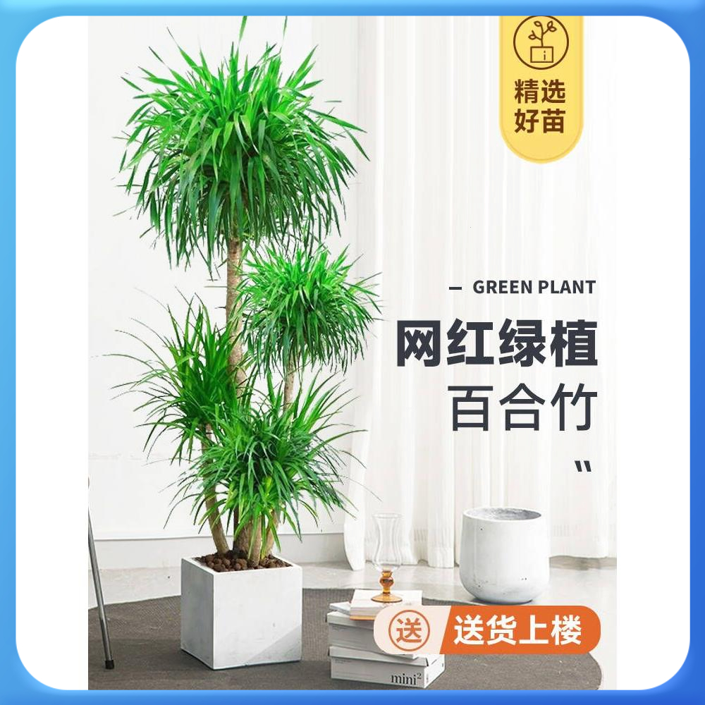 网红龙须树盆栽龙血树办公室客厅大型绿植轻奢室内植物多头龙铁树