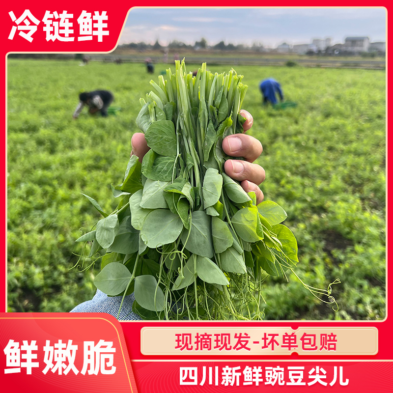 【每天现摘-冷链保鲜】四川新鲜豌豆尖儿当季蔬菜豆苗豆芽农家