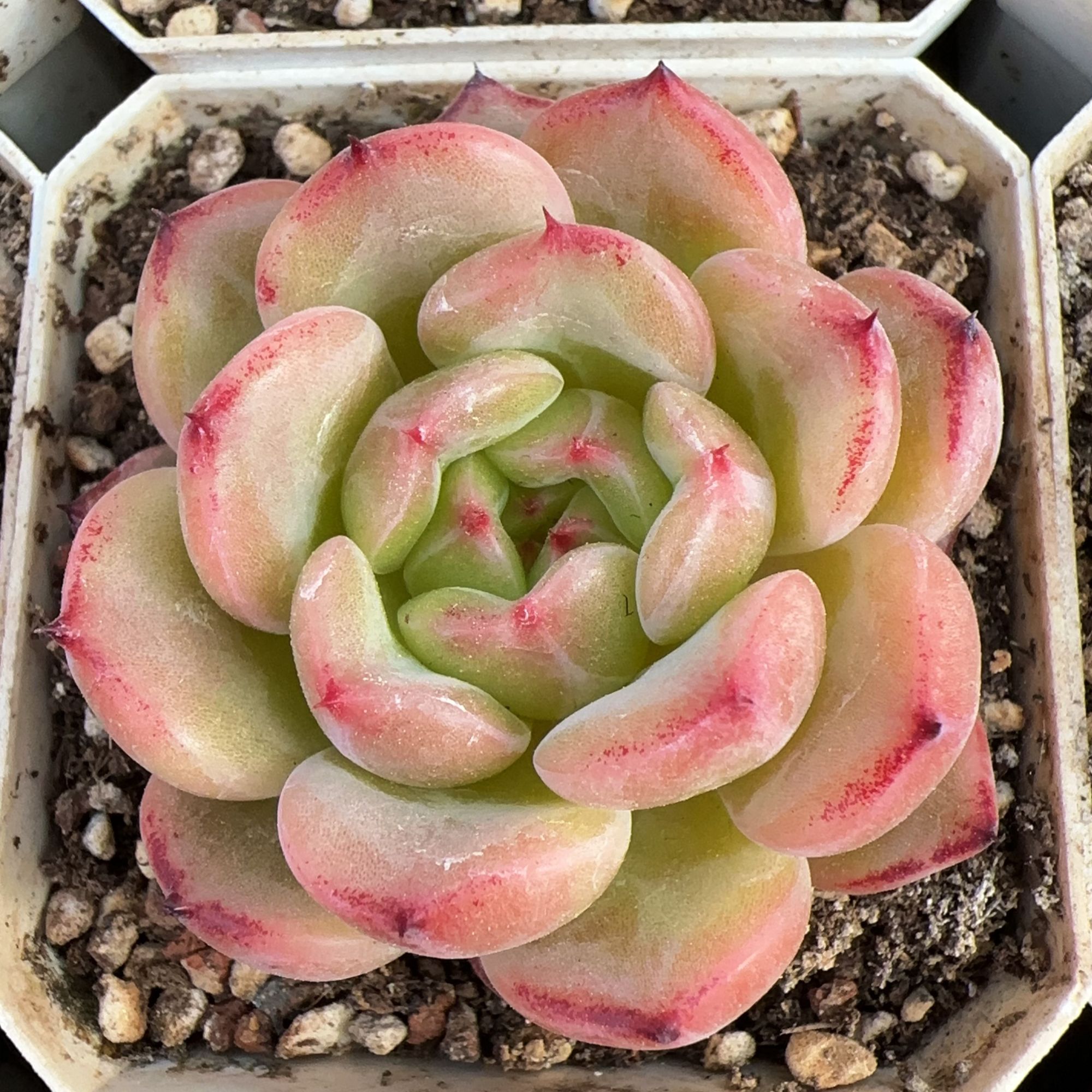 70#安可单头（4cm）脱土金先生精品多肉