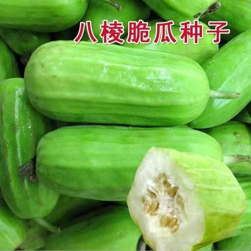 【全场种子满8包包邮】八棱脆瓜